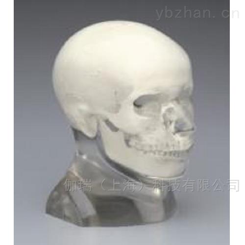 American RSD phantom opaque head model image
