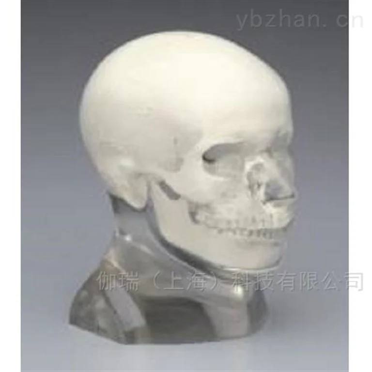 American RSD phantom opaque head model image 2