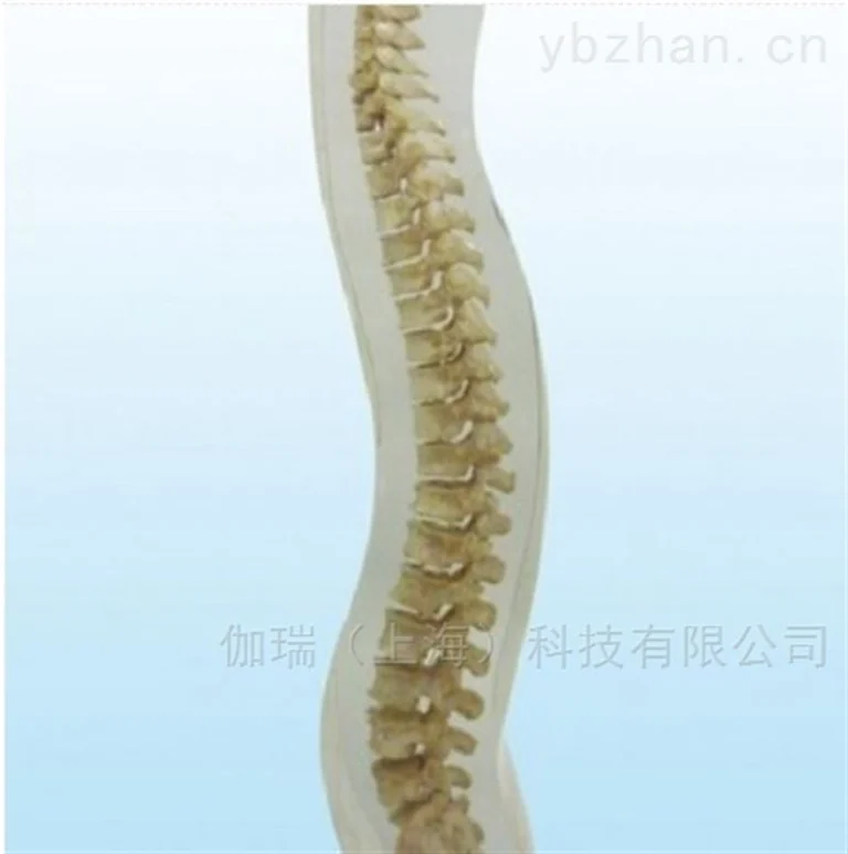 German QUART X-ray spine phantom image 2