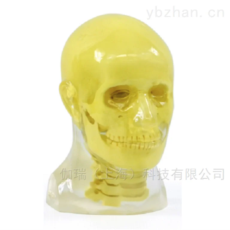 American RSD phantom opaque head model image 6