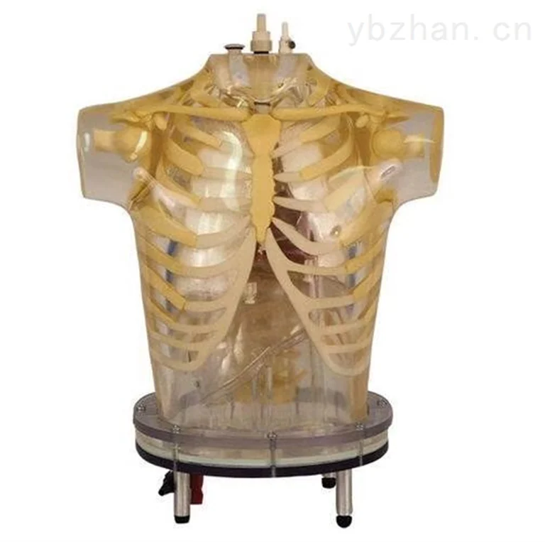 仿真模体图片 2