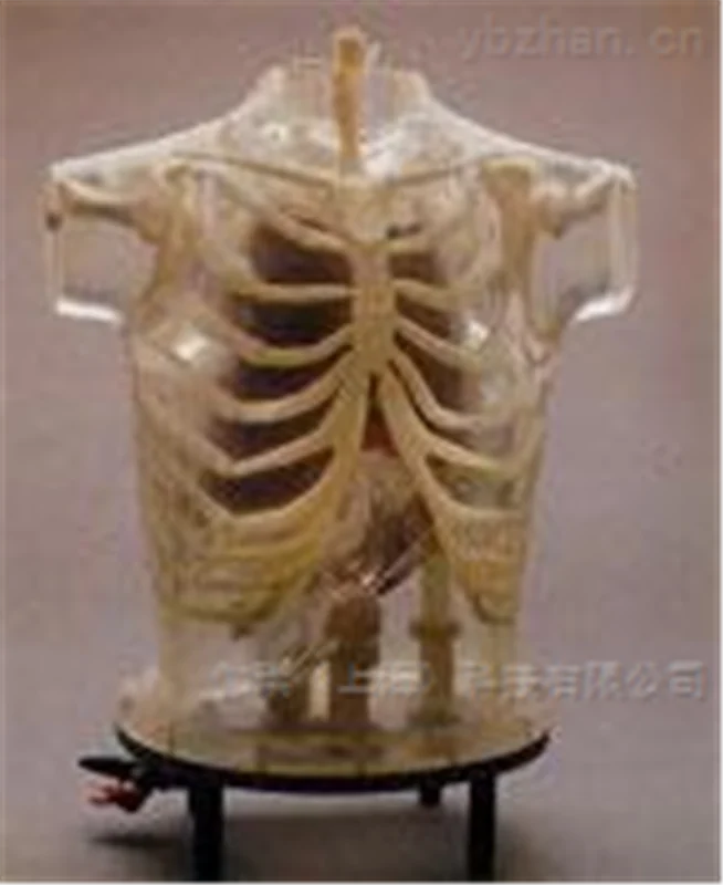 美国RSD模体 胸部肺部模体胸肺模体图片 4