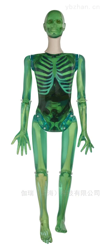 American RSD TAKE-APARTPIXY anthropomorphic training full body model image 4