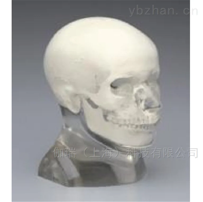 American RSD phantom transparent head model image 5