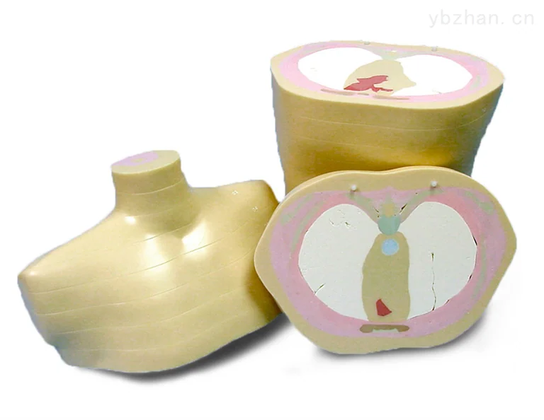 American CIRS 600 3D torso phantom image 2