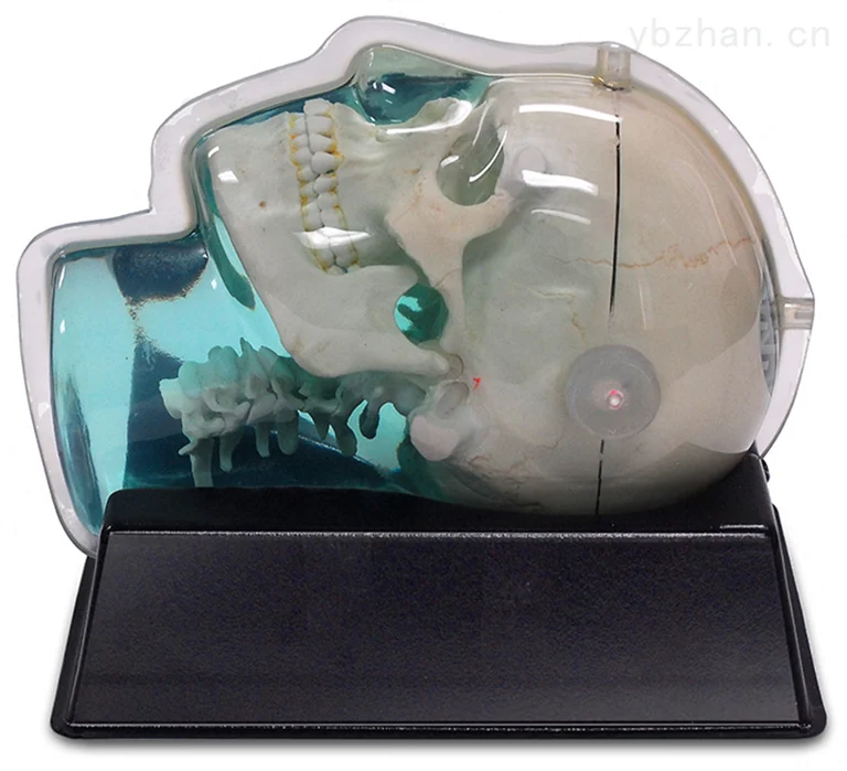 American CIRS 603A head phantom image 2