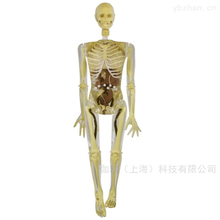 美国RSD RS-103T全身人体模型图片 1